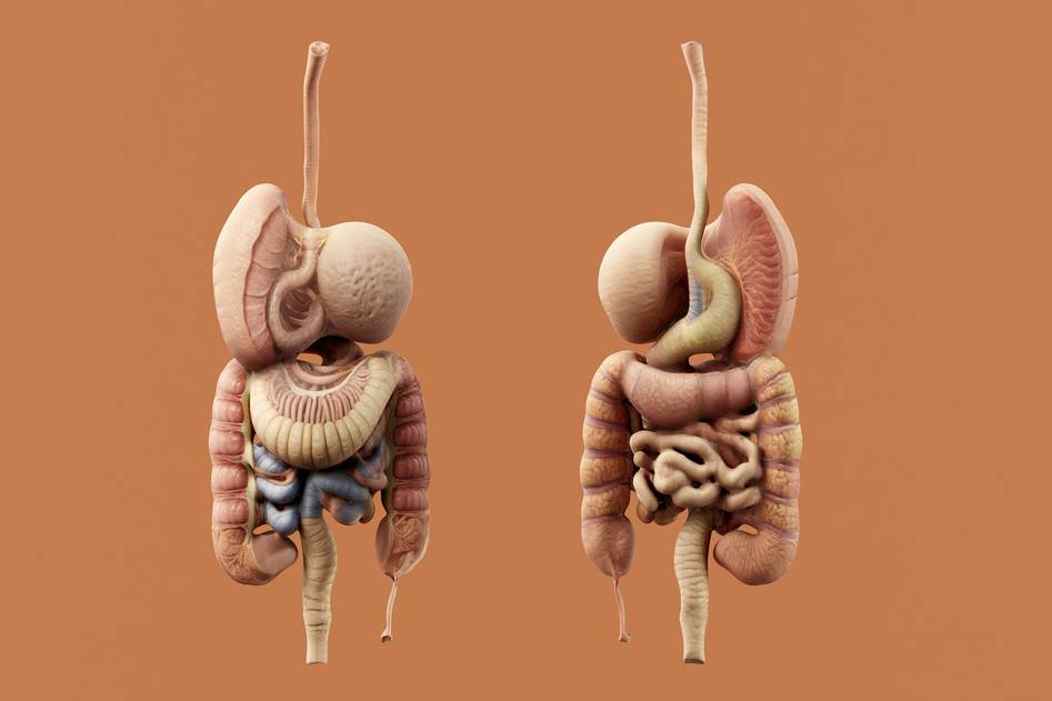 Illustration of digestive system with enzyme molecules interacting in the gut